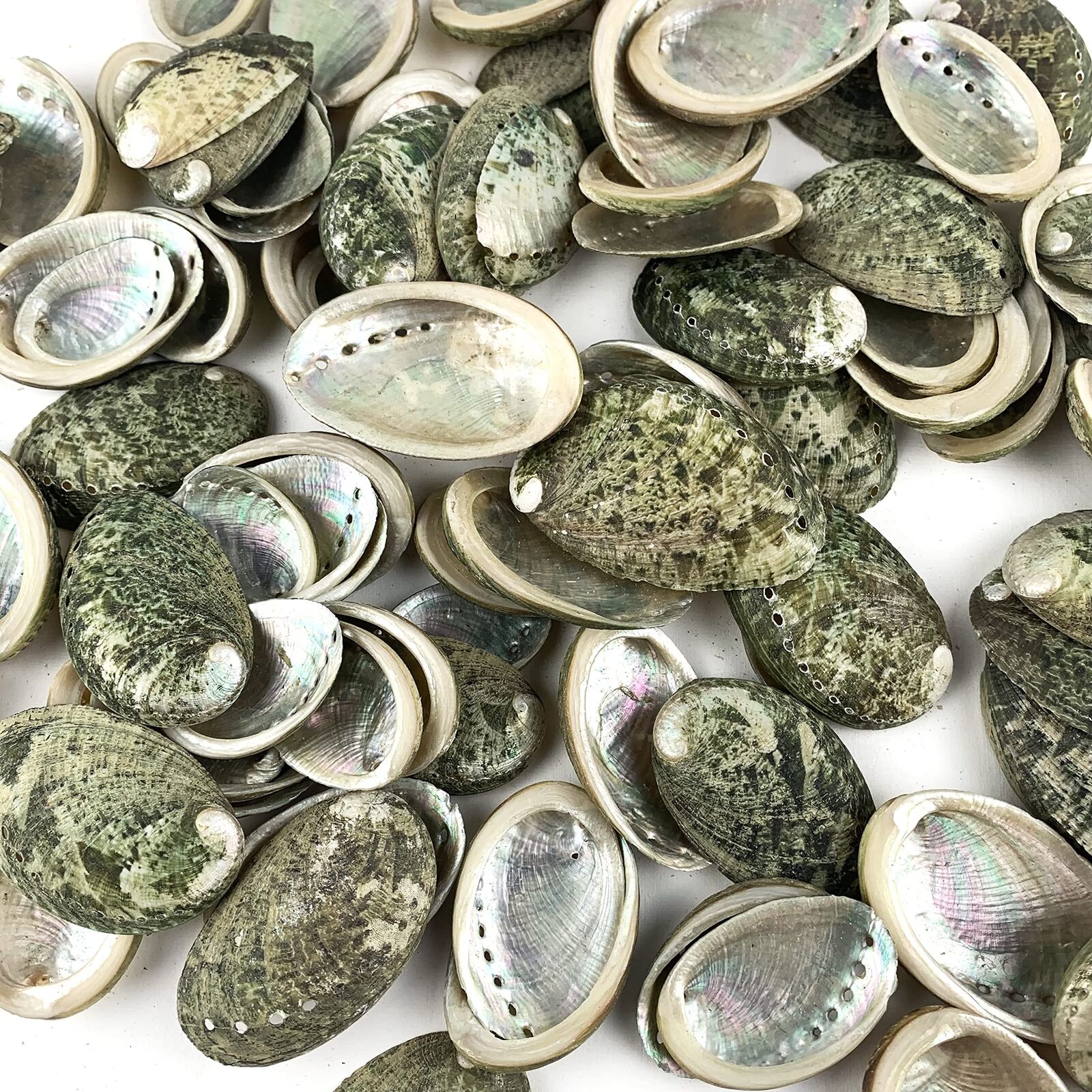 100PC Natural Green Round Donkey Ear Abalone Shell,Abalone Seashells for Craf...