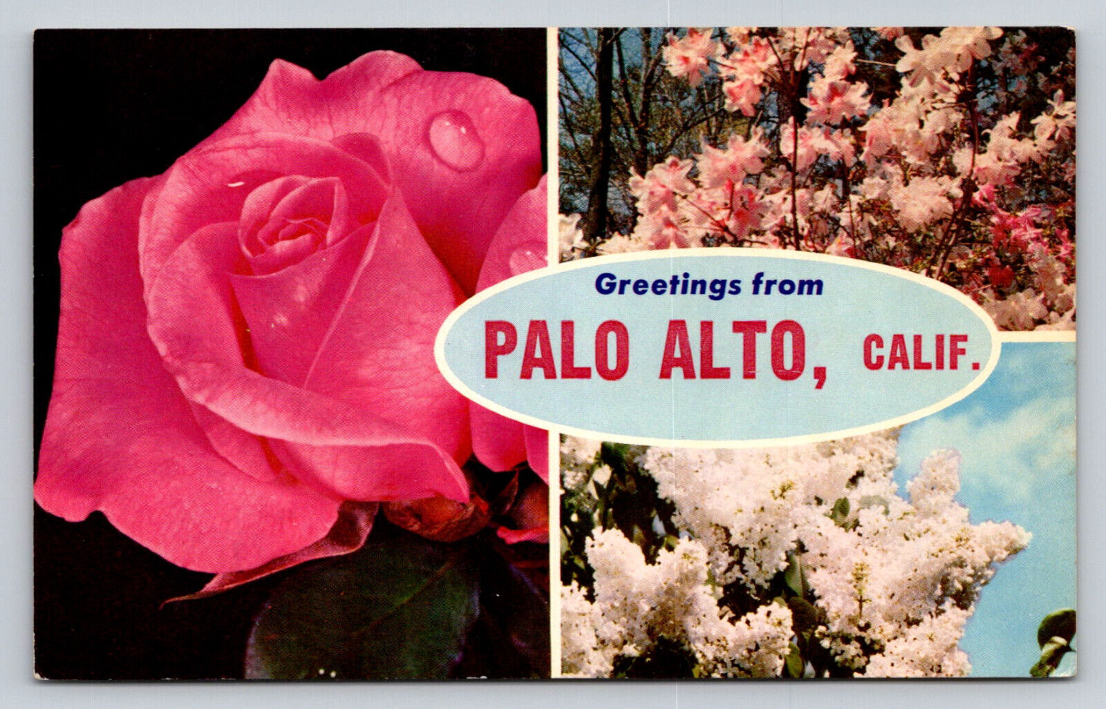 Greetings From Palo Alto California P807