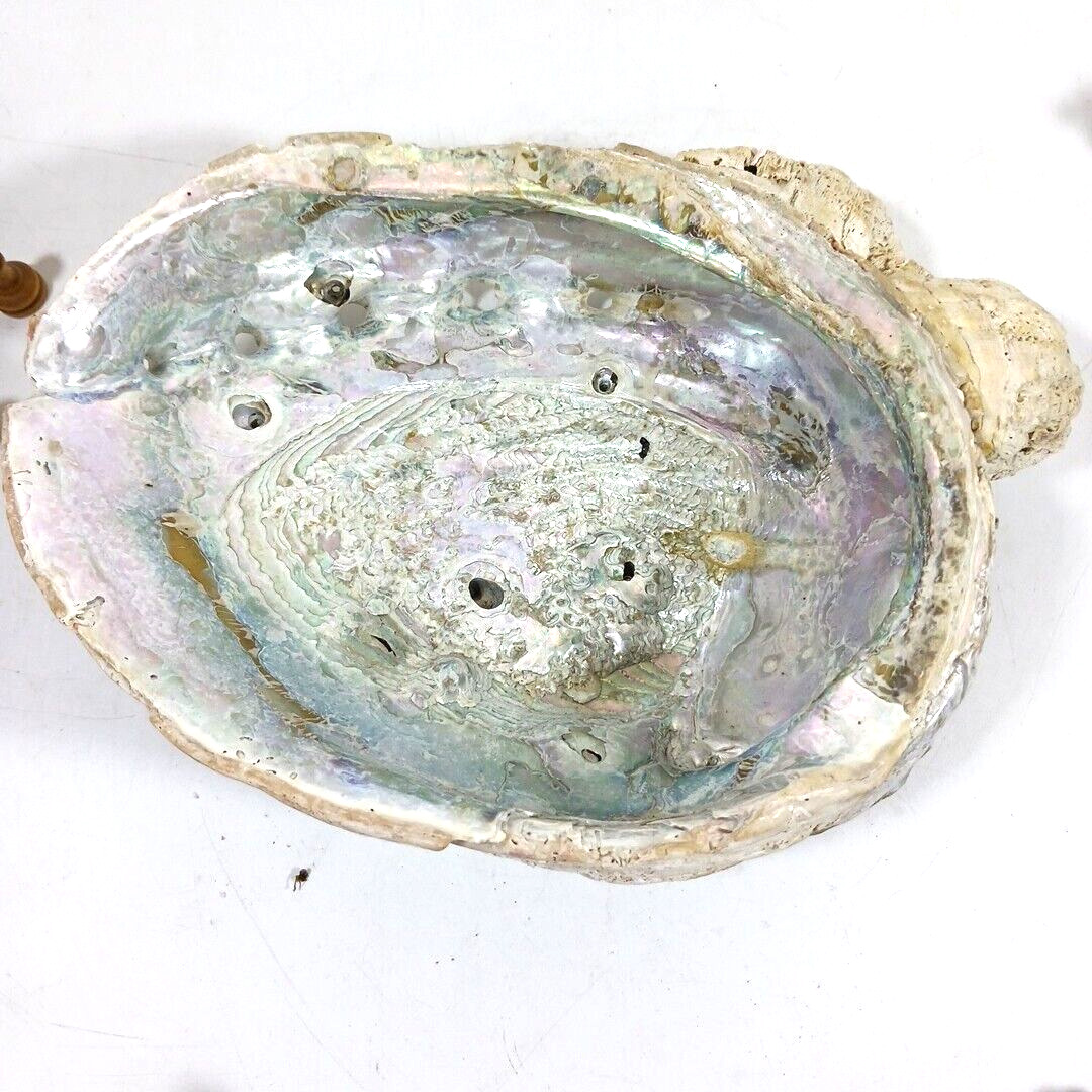 Large Deep Abalone Shell with barnacles Bowl 9” Aquarium Decor