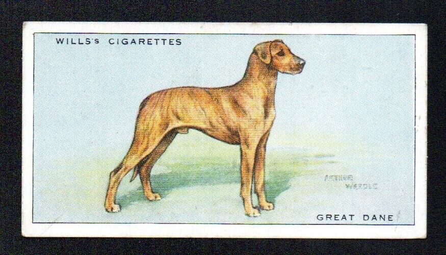  GREAT DANE 1937 WILLS CIGARETTES DOGS #16 EXCELLENT NO CREASES