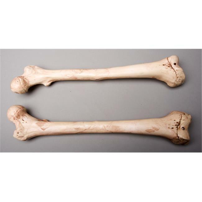 Skeletons and More SM384DLA Aged Left Femur Bone