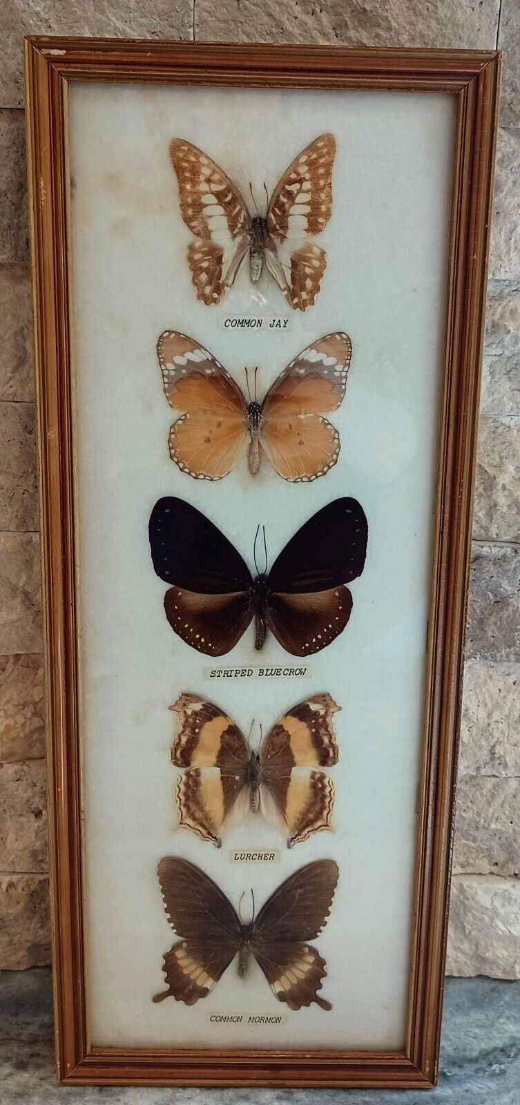 Vintage Framed Butterfly Taxidermy 5 Specimens Southeast Asia 14 3/4\