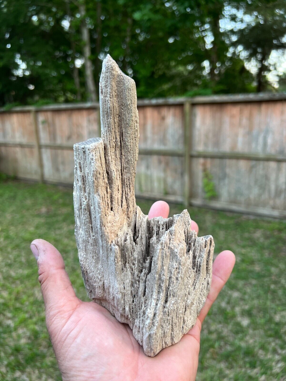 Texas Petrified Wood 7.5x4x3 Live Oak Branch End Piece Beaumont Formation Fossil