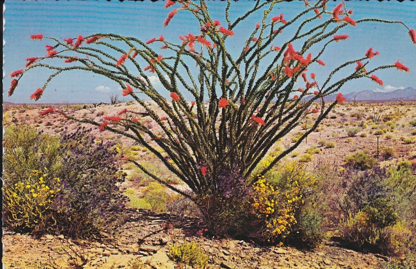 Postcard Ocotillo Blooms 3.5 X 5.5 Unused Vintage by Petley Studios Red Flowers