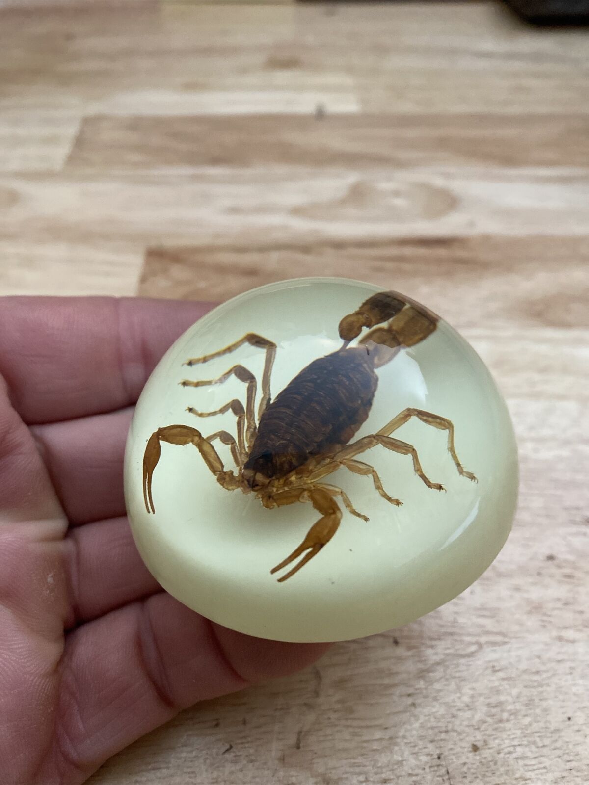 Scorpion 🦂 Paperweight REAL TAXIDERMIST USA Lucite Glow in the Dark GIFT
