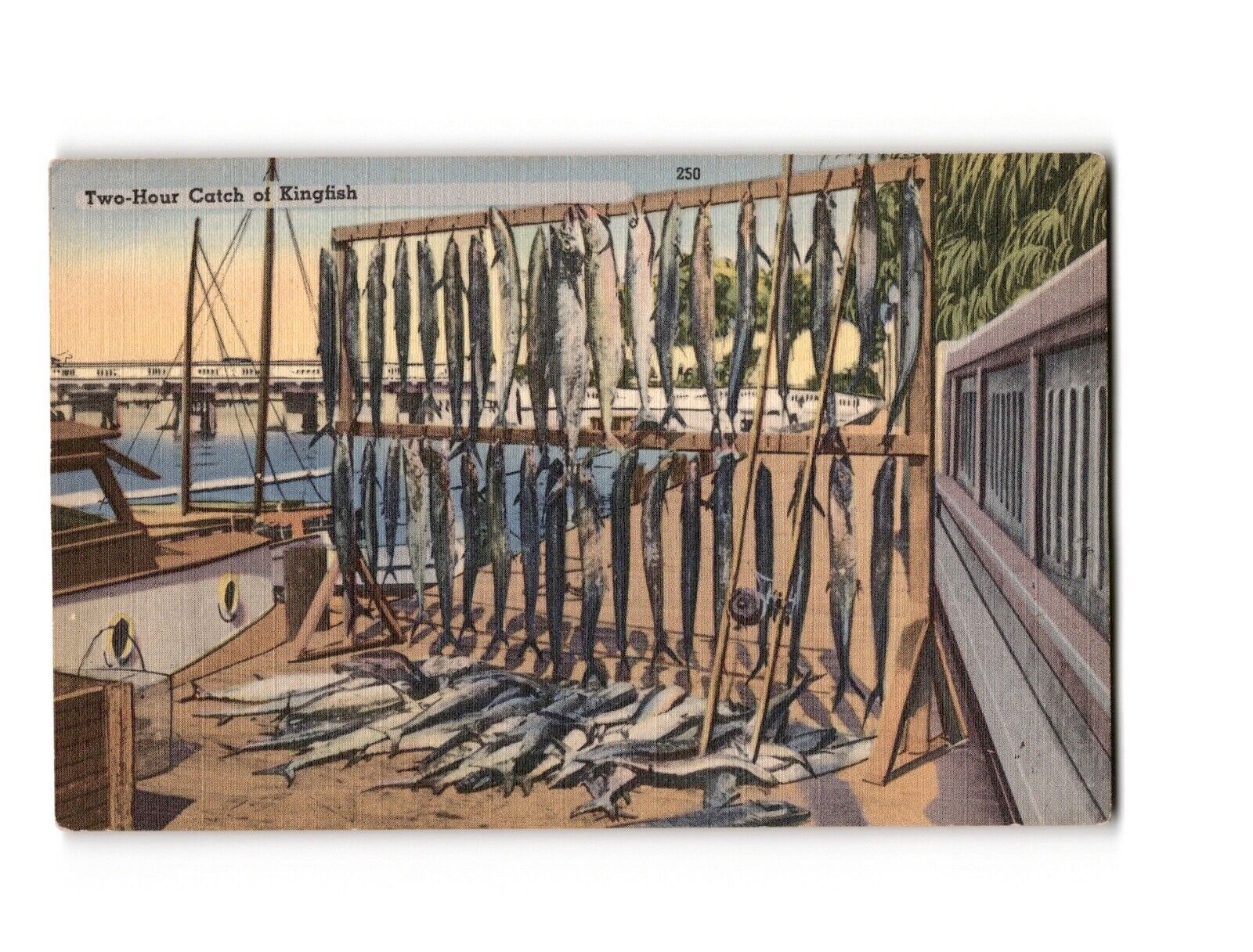 Two-Hour Catch of Kingfish Linen Vintage Postcard