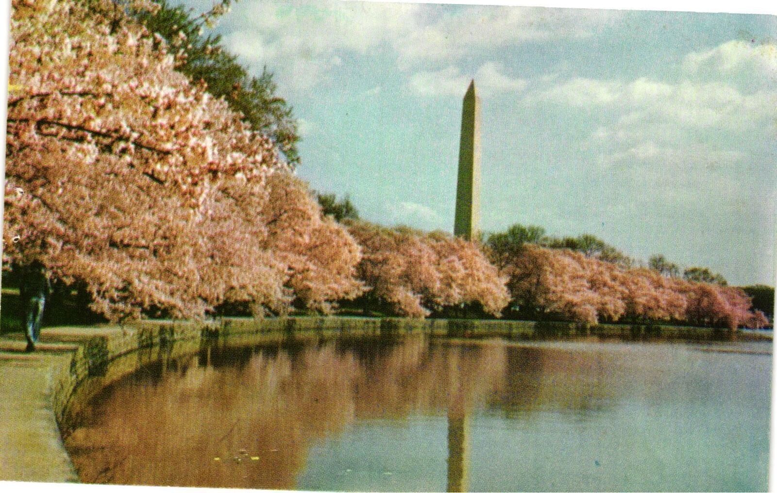 Vintage Postcard- The Washington Monument and Cherry Trees, Wash UnPost 1960s