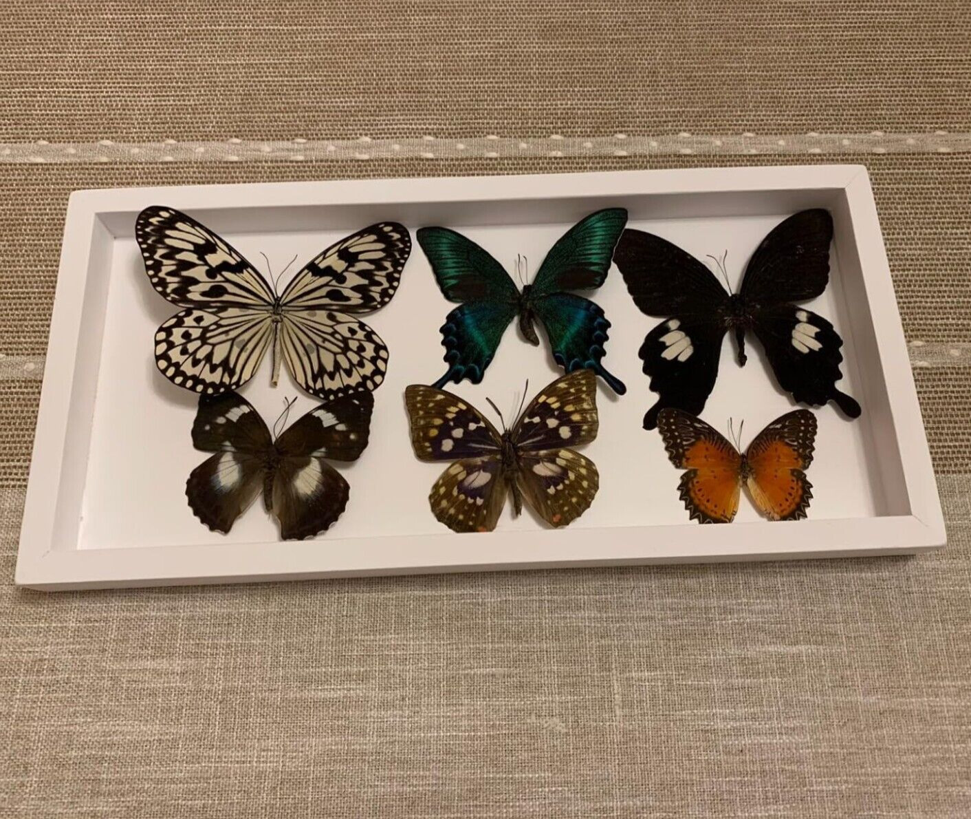 6 Pcs Real Natural Butterfly Specimen Taxidermy Butterfly Artwork Gift Home Deco