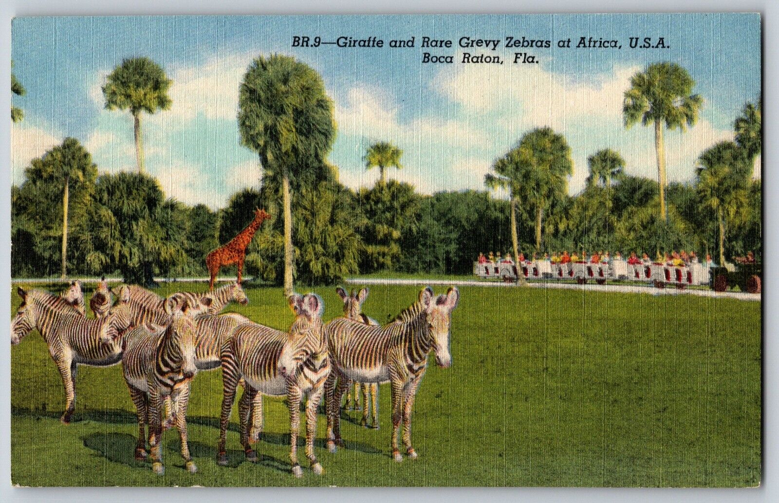 Florida FL, Boca Raton - Giraffe And Rare Grevy Zebras - Vintage Postcard