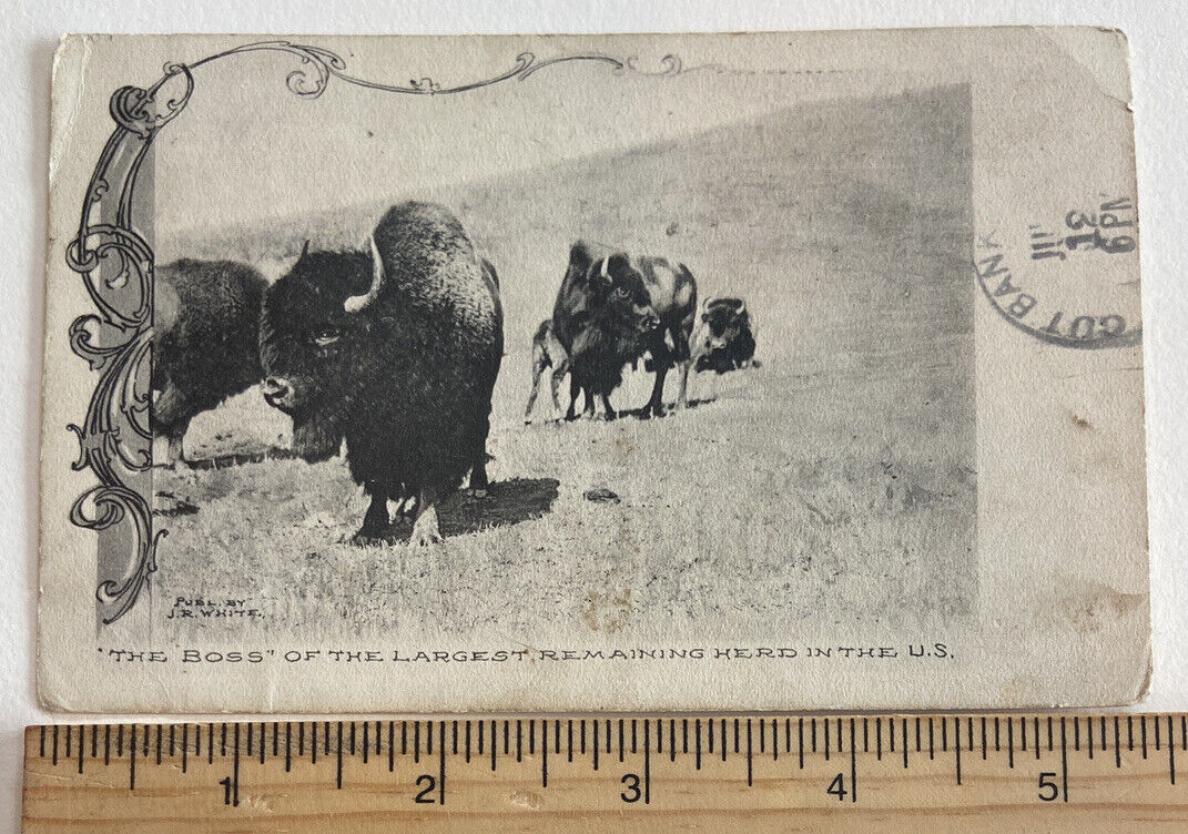 Antique LARGEST The Boss Buffalo Postcard RPPC 1910  J R White Kalispell MT