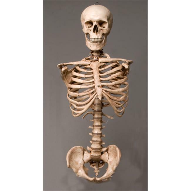 Skeletons and More SM110DA Aged Torso with Skull