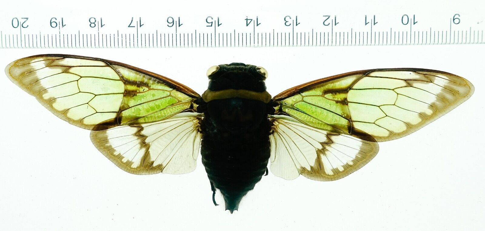 SALVAZANA MIRABILIS MALE  | WEST LAOS |  AS PICTURED | SELDOM OFFERED