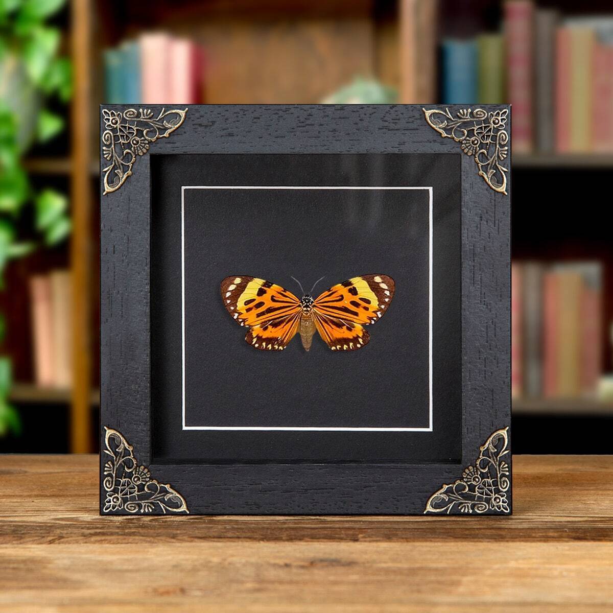 Boisduval's Tiger Taxidermy Moth in Baroque Style Frame (Chetone histrio)