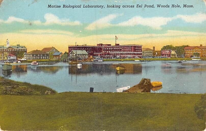Postcard MA: Marine Laboratory, Woods Hole, Massachusetts, DB, Vintage 1910's