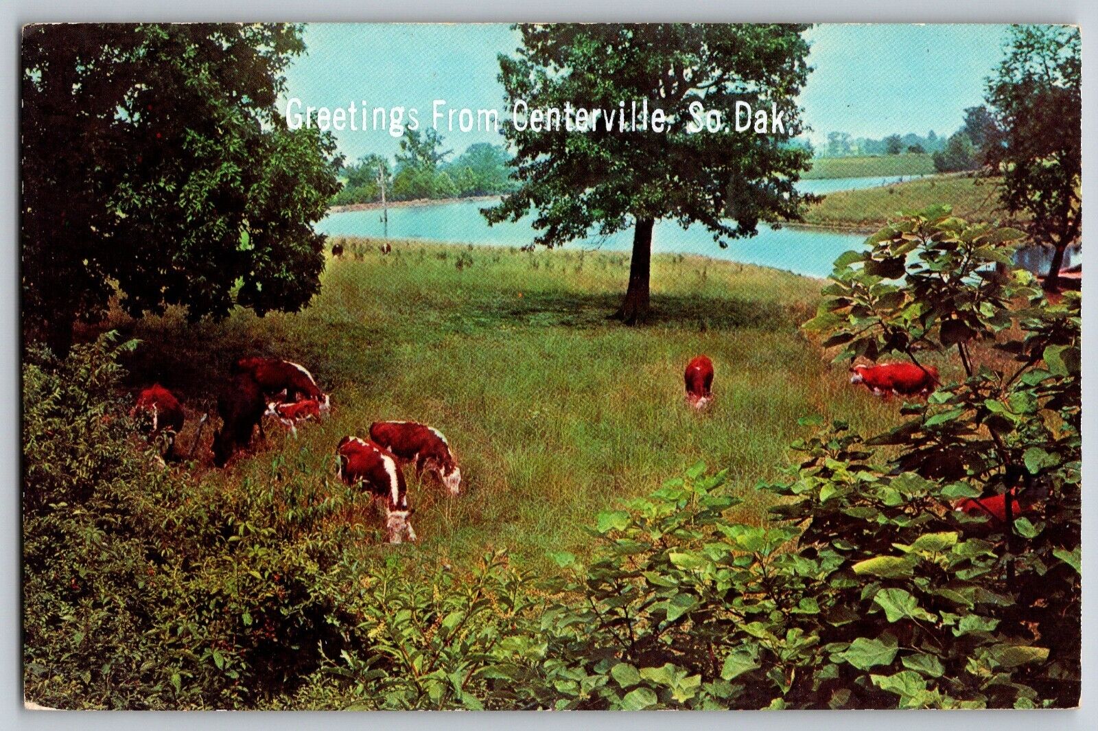 Centerville, South Dakota SD - Greetings - Green Pastures - Vintage Postcard