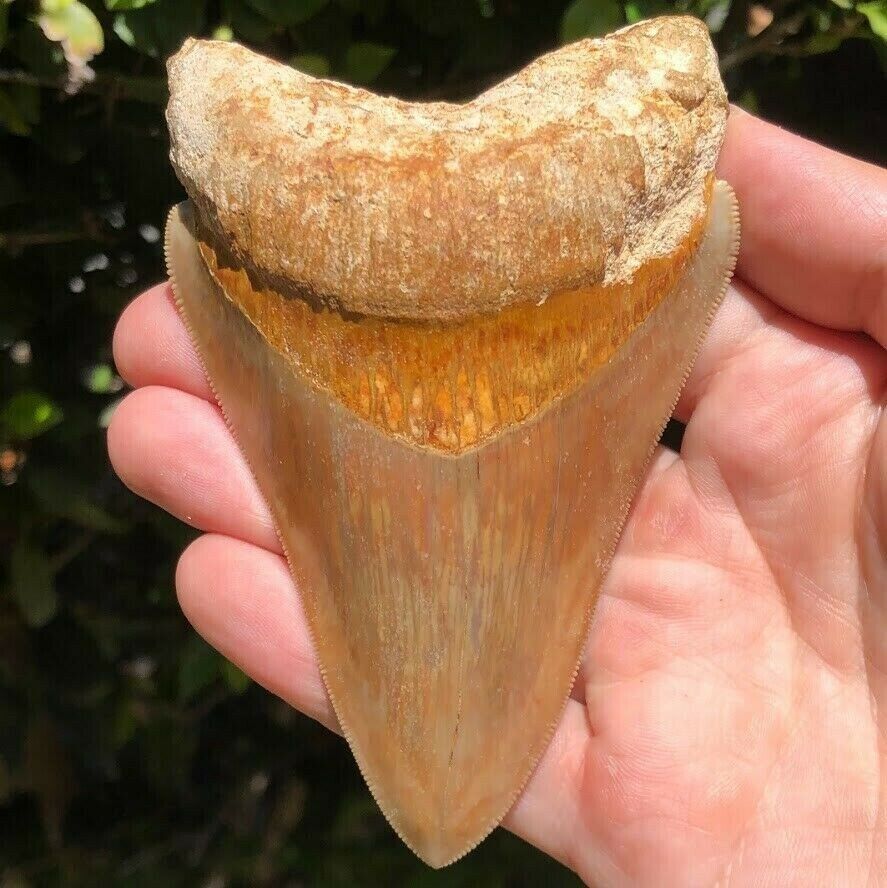 Megalodon Fossil Shark Tooth 💥 4.6\