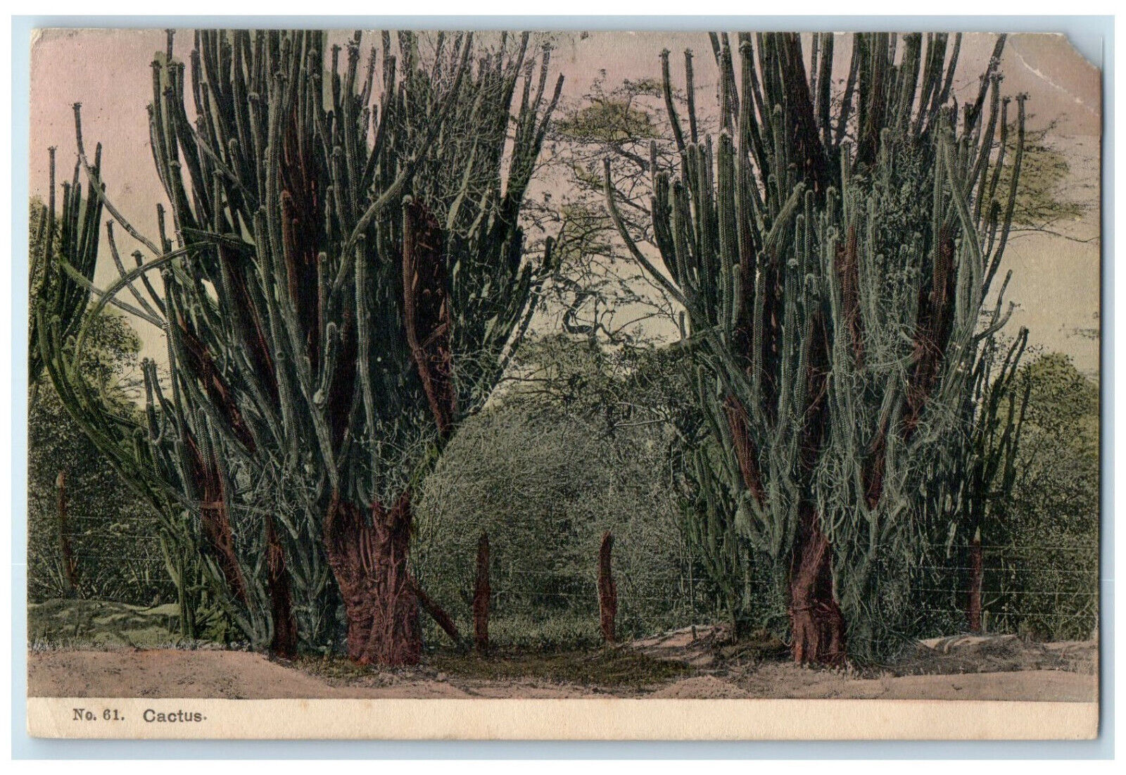 1910 Big Long Cactus Seen at Kingston Jamaica Posted Antique Postcard