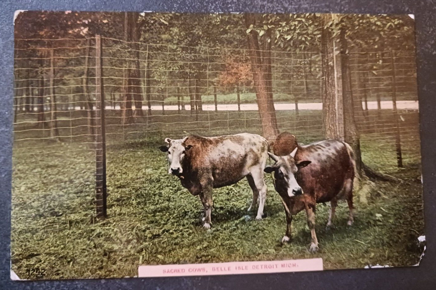 ca 1913 postcard Sacred Cows of India at Belle Isle Zoo