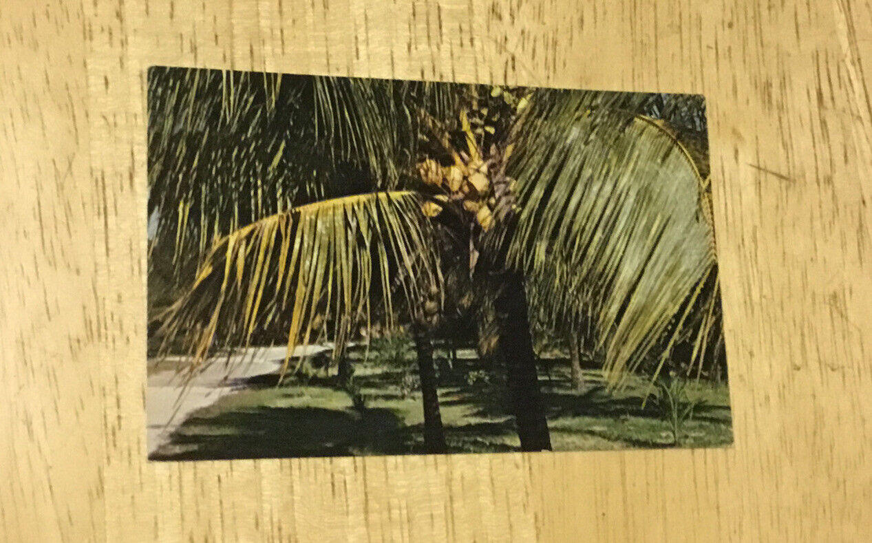 Vintage Postcard Coconut Palm Tree Cocos Nucifera South Florida Murphy Bro Press