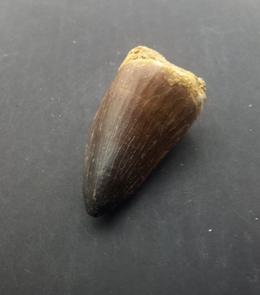 2.1Inches Rare Mosasaur Tooth Fossil Prognathodon  teeth Morocco Fossilized #B24
