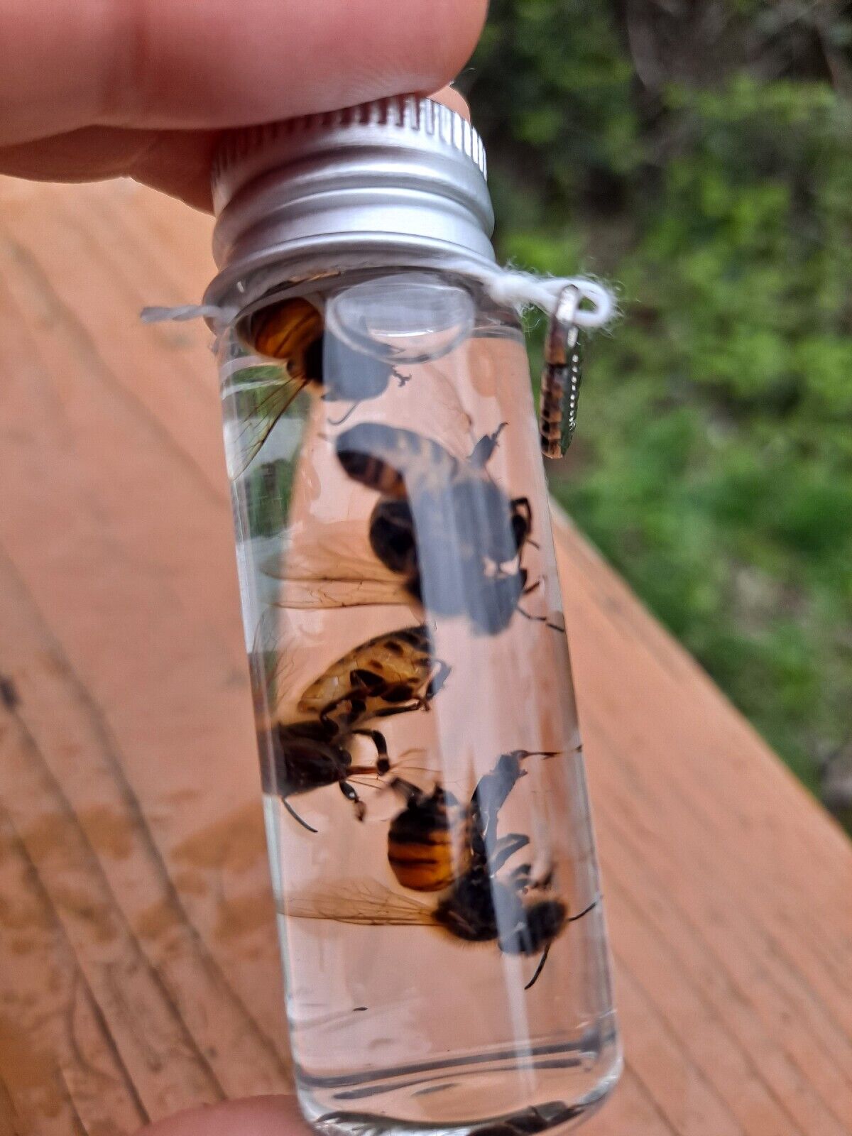 Honey Bees Wet Specimens In 1/2oz Glass Jar INSECT 