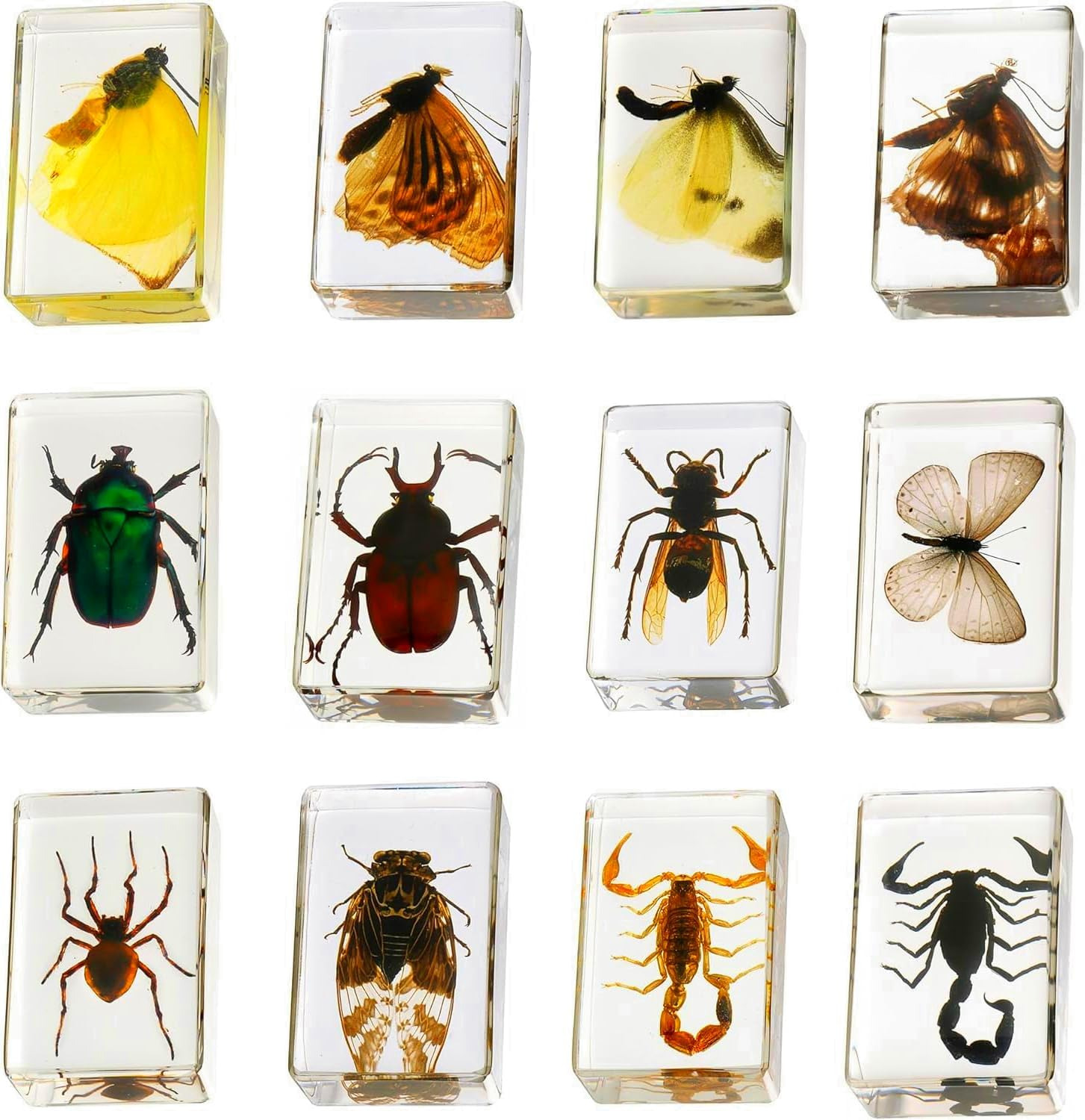 12 Pcs Insect in Resin Collection - Educational Bugs Specimen Set for Kids, Perf