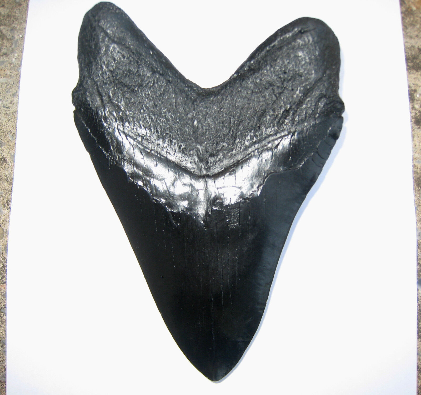 5 INCH LONG MEGALODON TOOTH REPLICA BIG FOSSIL GIANT RELIC TEETH HUGE SHARK MEG
