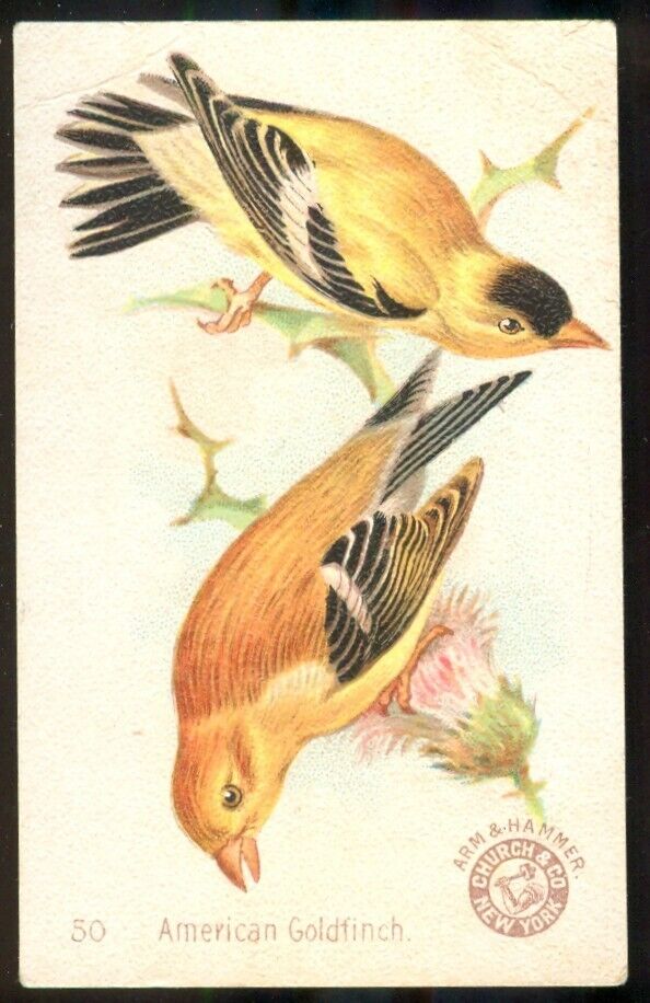1896 AMERICAN GOLDFINCH Bird Card ARM & HAMMER Soda J2 CHURCH & DWIGHT #50 New