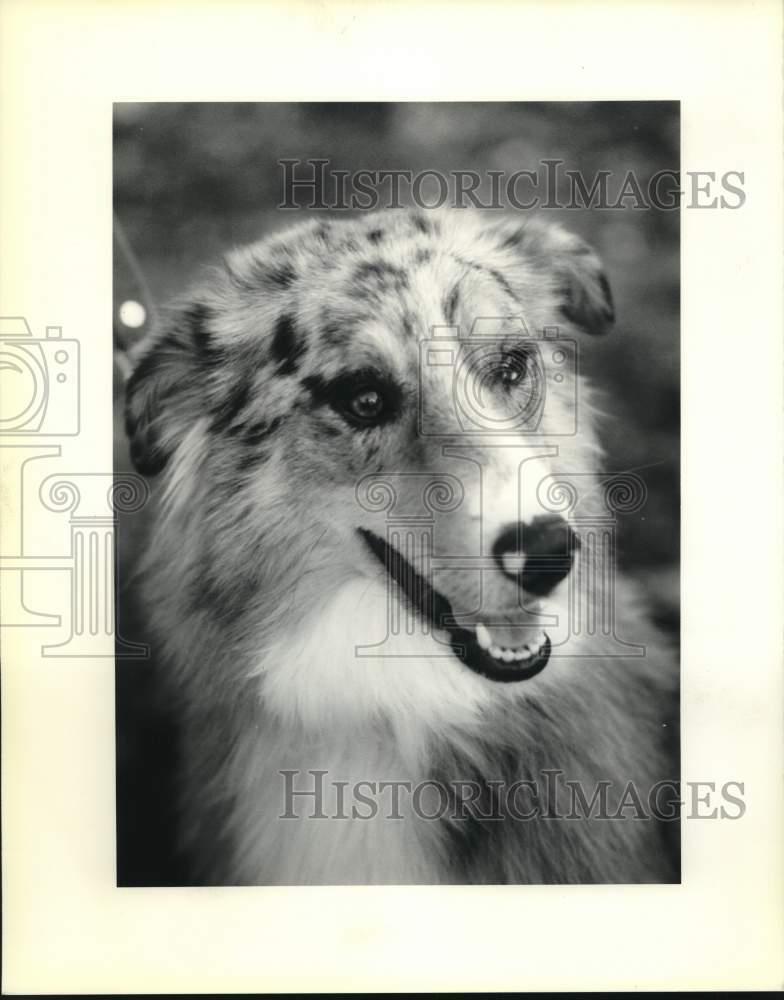 1989 Press Photo Dog: Pet of the Week. - noc71568