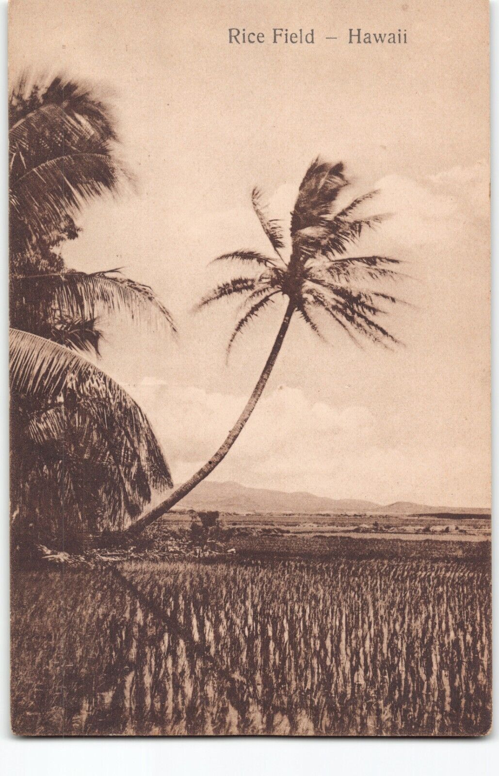 1930s Honolulu Rice Field w Palm~Hawaii South Sea Curio 130B Sepia -L1
