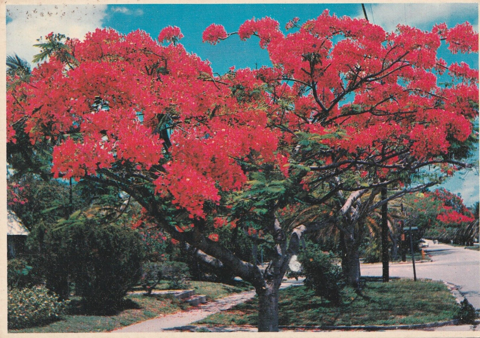 Vintage Postcard The Royal Poinciana on a Florida Roadside FL-28 Flowers Outdoor