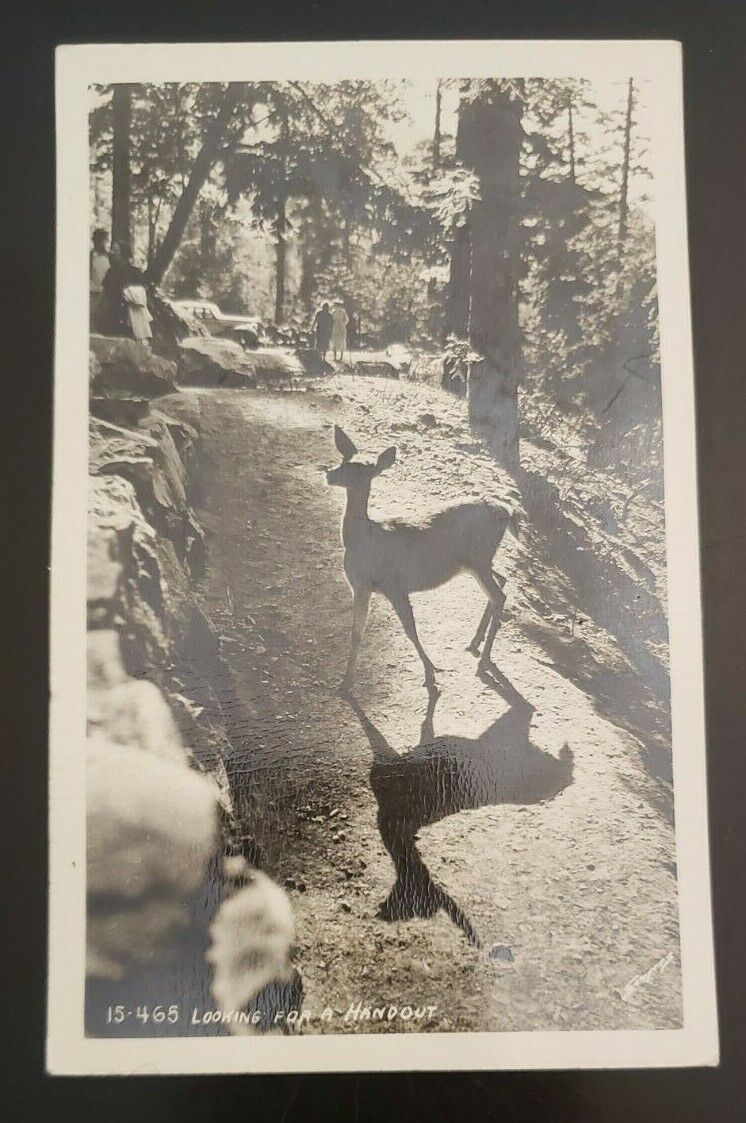 RPPC Vintage Postcard Looking for a Handout Deer Woods Path