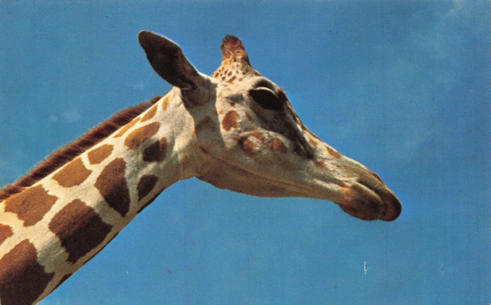 Postcard Nubian Giraffe Africa Animal NC Zoological Park Endangered Long Neck
