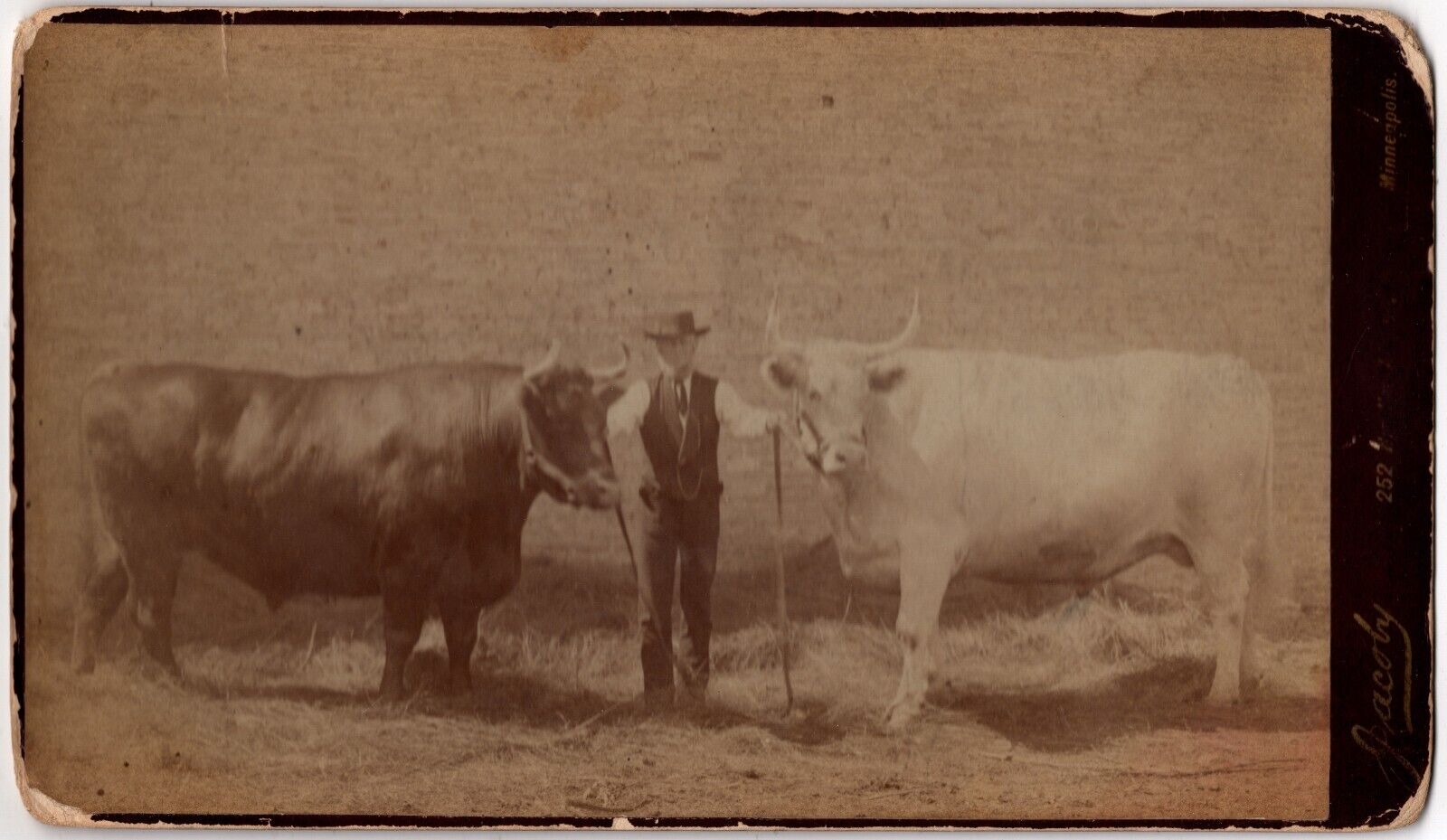 C. 1880s CABINET CARD JACOBY OLD BEARDED MAN HOLDING TWO BULLS MINNEAPOLIS MINN.