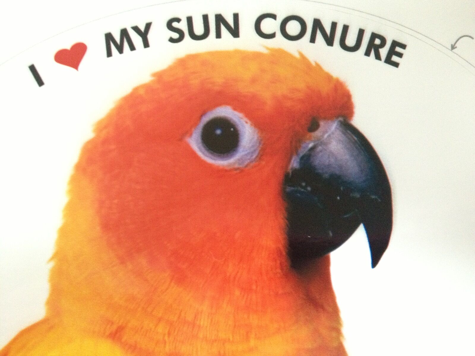 Sun Conure / Sun Parakeet Parrot Exotic Bird Vinyl Decal Bumper Sticker