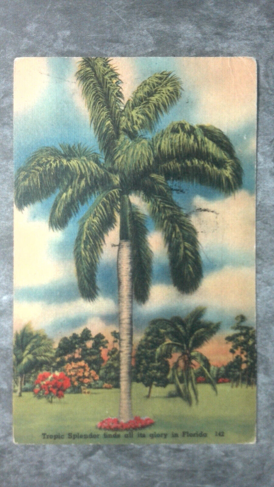 Vintage c1940s Postcard Palm Tree Tropic Splendor Finds All Its Glory in Florida