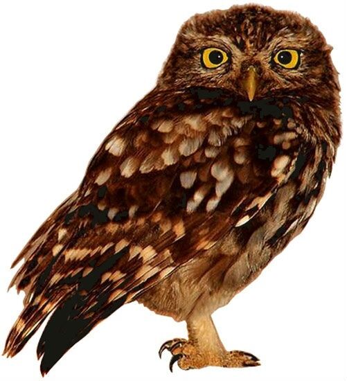 American Brown OWL perched Wildlife Tree Bird - Window Cling Decal Sticker - NEW