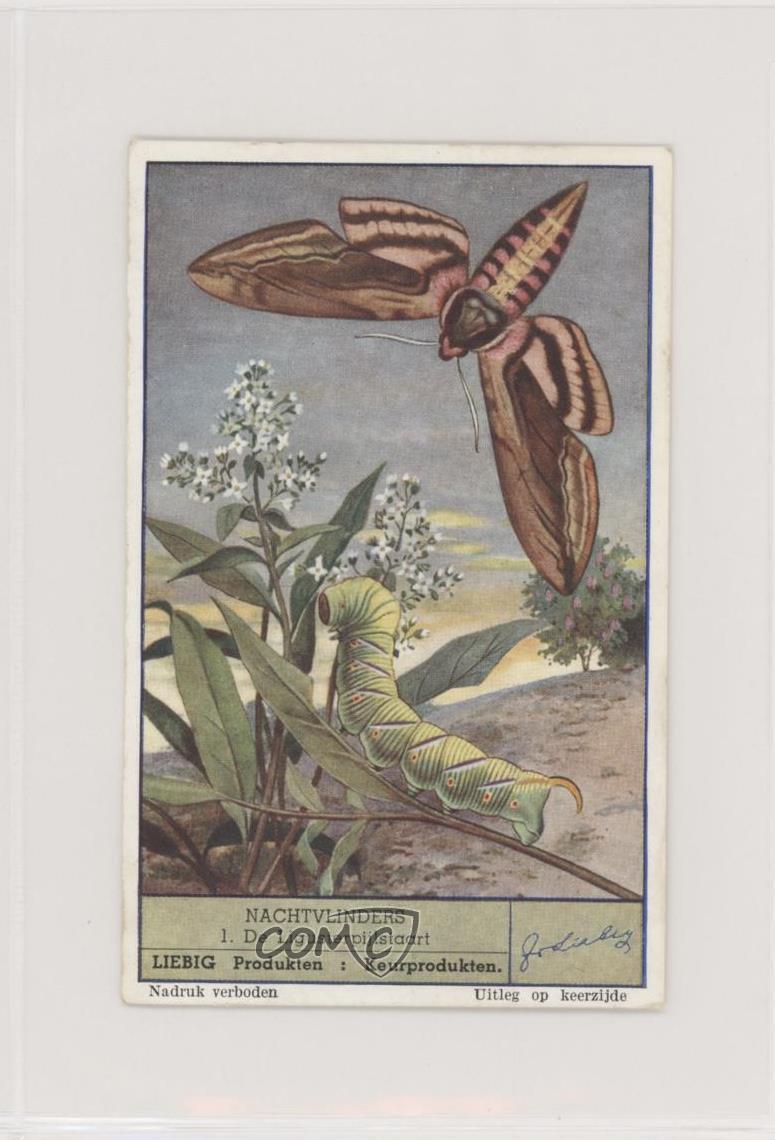 1950s Liebig Moths Dutch #1 z6d