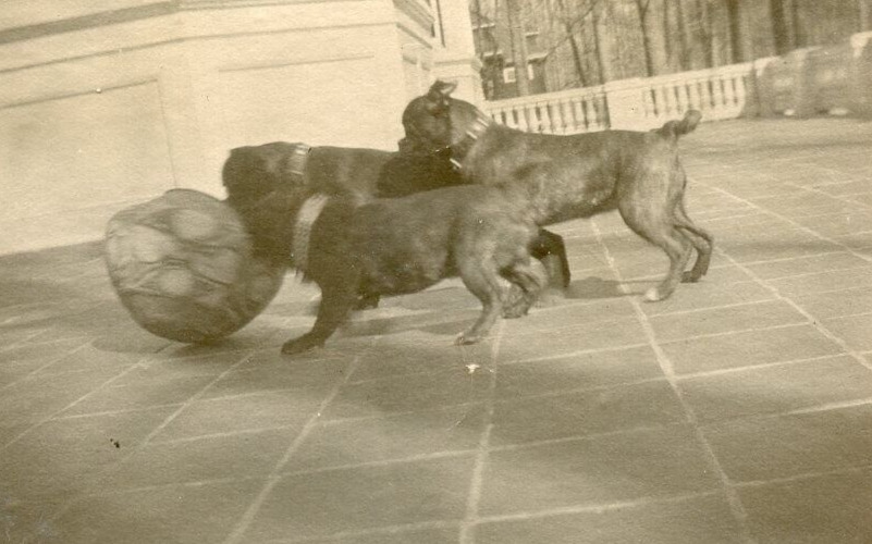ZZ772 Original Vintage Photo BOSTON TERRIERS FRENCH BULLDOGS PLAYING c 1900\'s