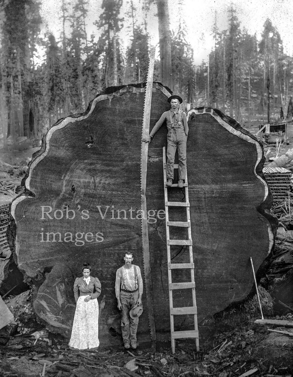 Vintage Redwood Sequoia Logging Photo Big Logs People & Man on Ladder California