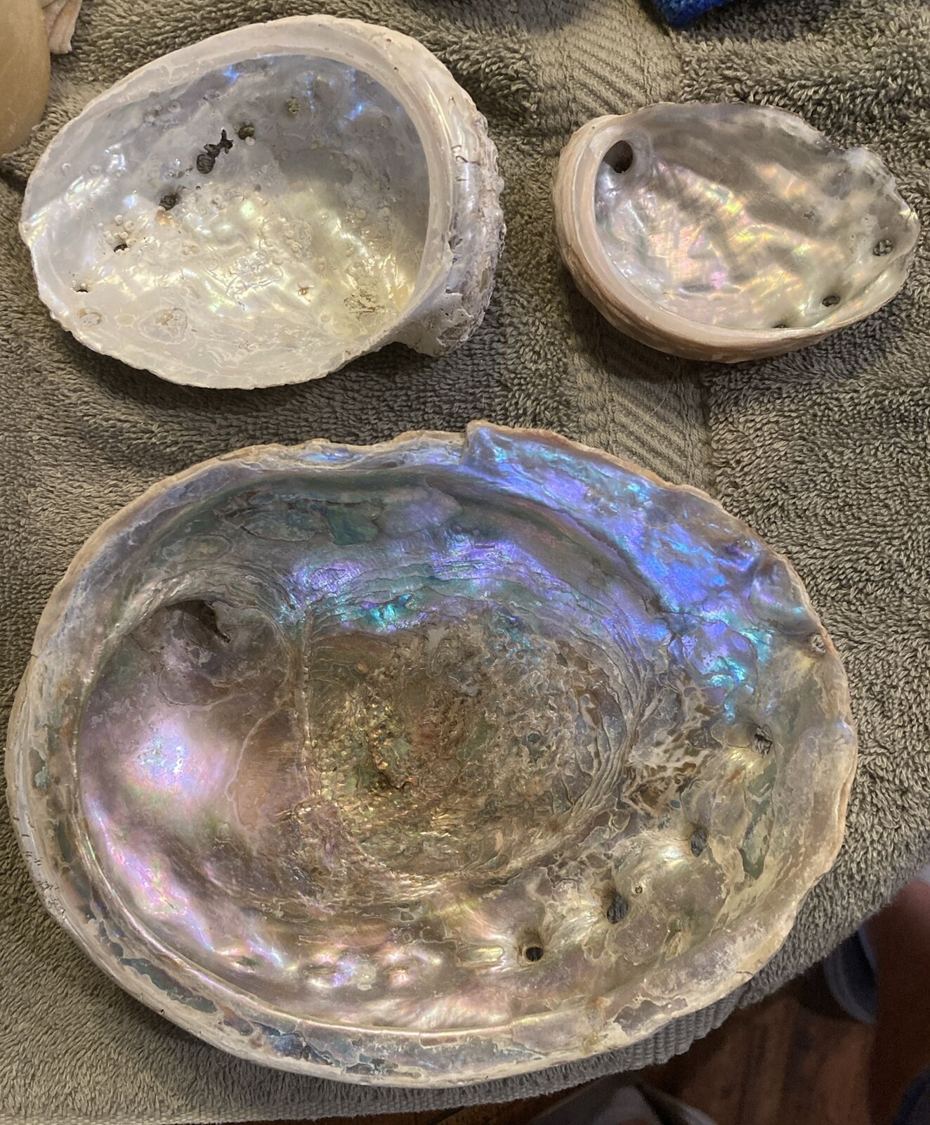 Trio of ABALONE NATURAL SHELLS 1 Extra Large 7x5 , 1 Medium 4.5x3 & 1 Small 3x2