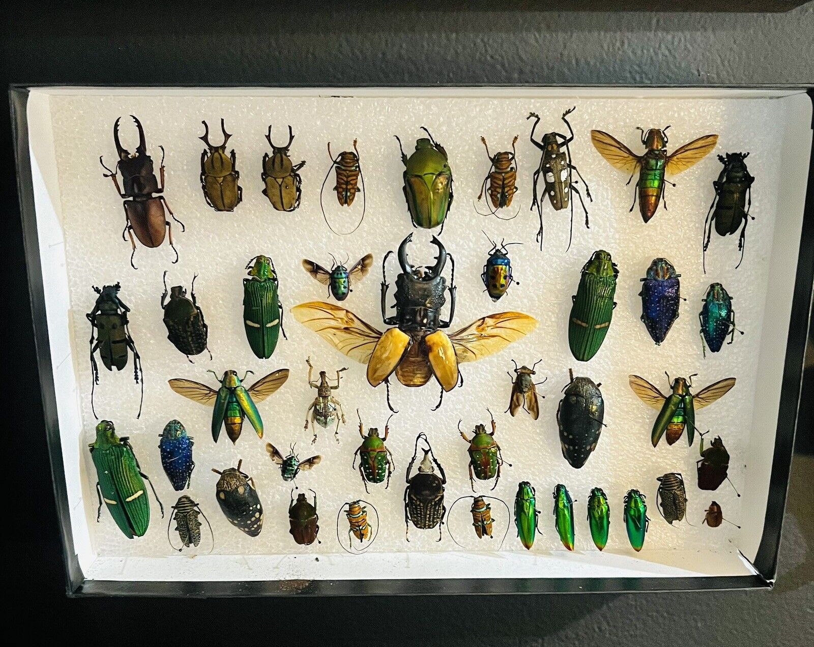Assortment of 41 Preserved & Pinned Beetles For Your Entomology Collection