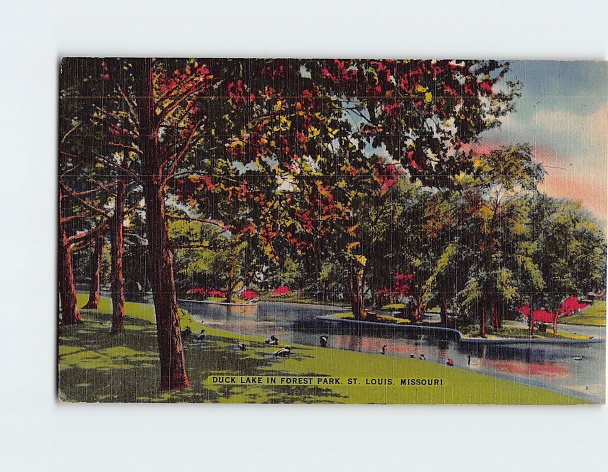 Postcard Duck Lake in Forest Park St. Louis Missouri USA