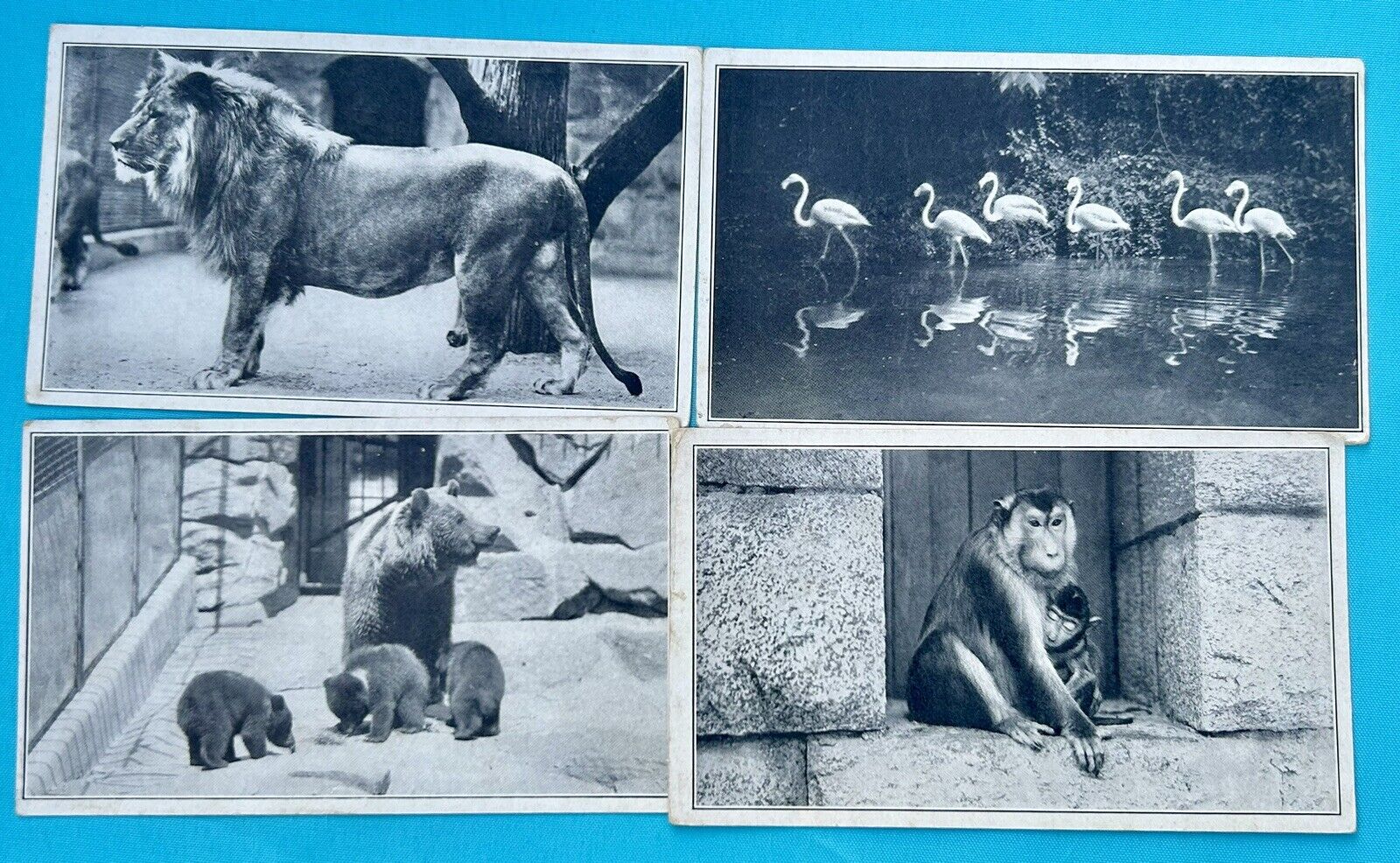 US National Zoological Park. Washington DC. Lion Brown Bear Macaque Postcards