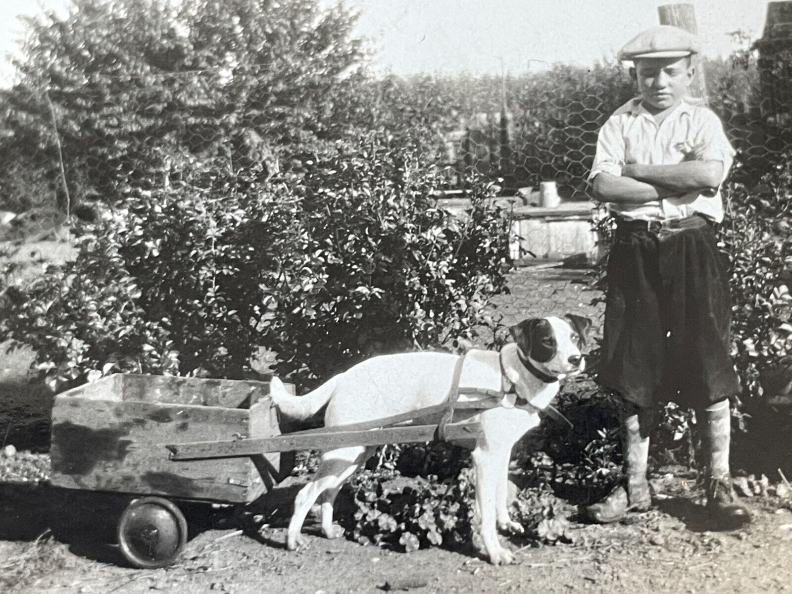 J3 Photograph Boy 1932 Dog Pulling Wood Homemade Wagon Artistic 