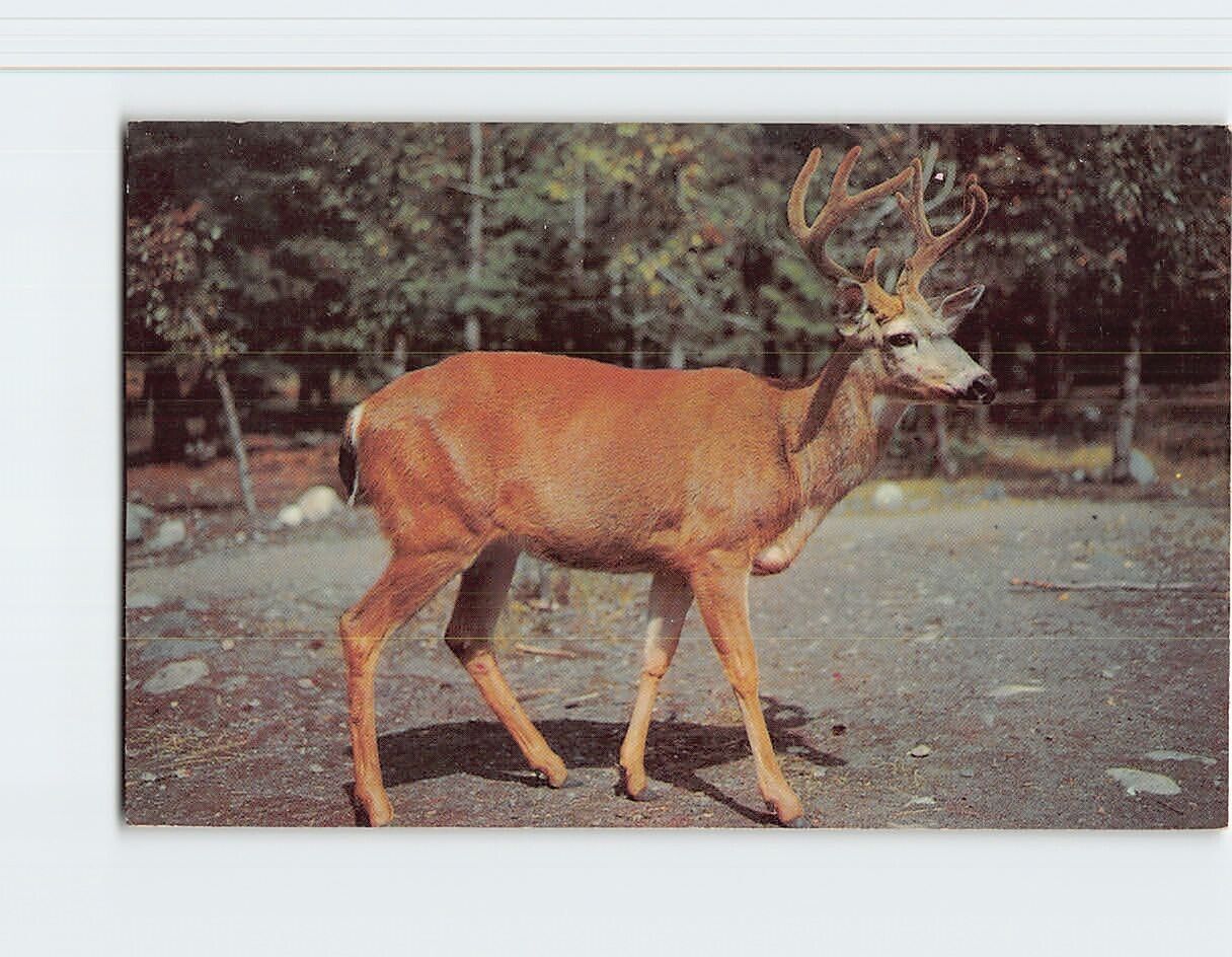 Postcard A Ten Pointer, The stately buck