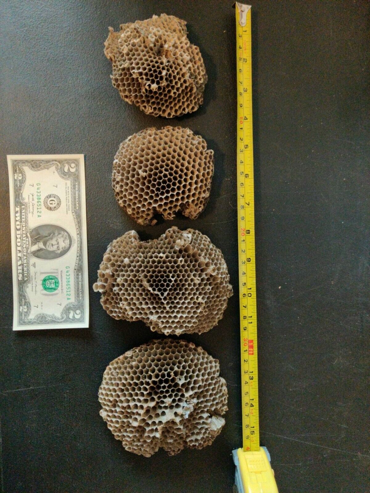 Paper Wasp Nest - Lot of 4