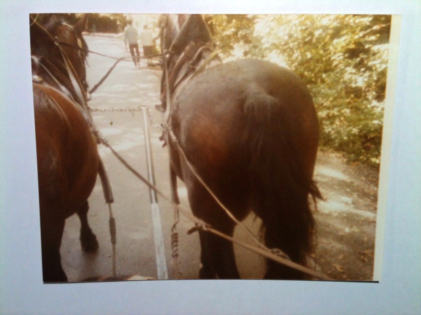 Vintage 80s Photo Cologne Germany Pair Of Horses Big Rear End Tail Carriage 