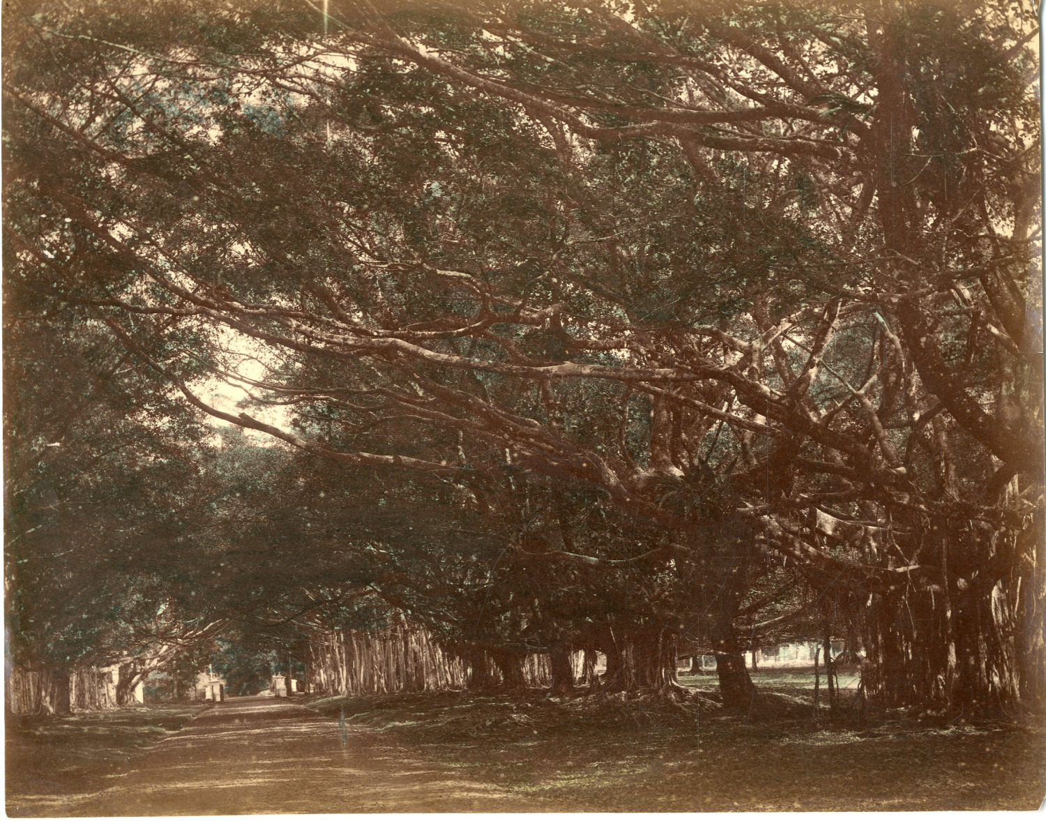 Indonesia, Java, Buitenzorg Botanical gardens, Waringin tree, Bogor Vintage pri