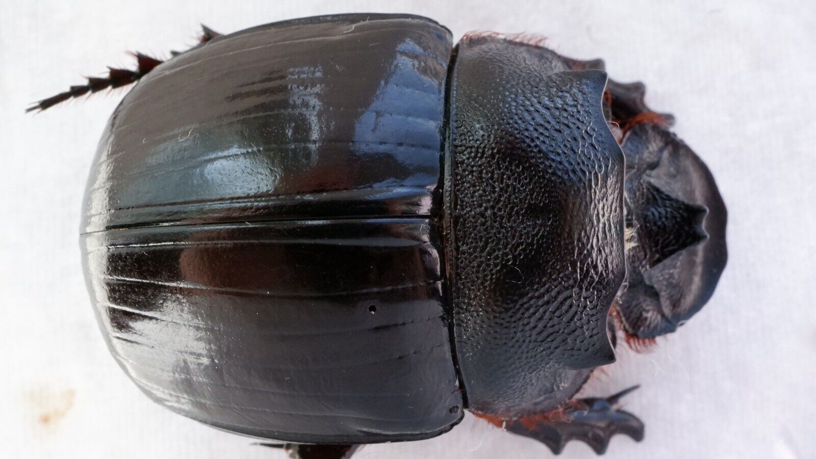 Coleoptera scarabaeidae scarabaeinae Heliocopris bucephalus Bad Condition